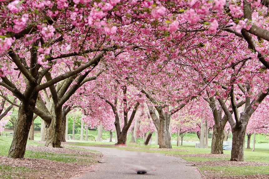 Copy of picture of the flowers 000023445