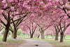 Copy of Copy of picture of the flowers0938374484848
