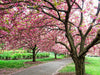 Copy of picture of the flowers 000023445