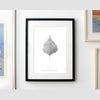 Warty Birch Leaf Art Print Home & Garden Darling Spring 