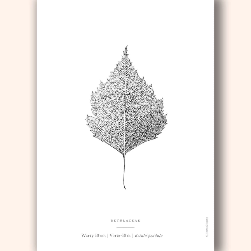 Warty Birch Leaf Art Print Home & Garden Darling Spring 